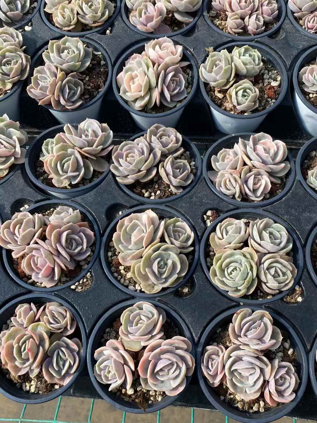 ❤️専用出品❤️ブルーサプライズ錦❤️抜き苗❤️ブルー札 【公式通販】