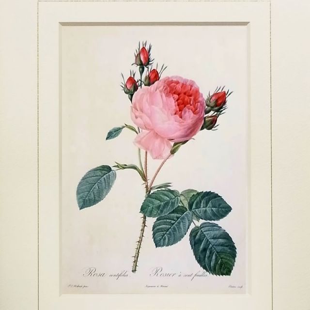 【2枚組】イタリア製 ルドゥーテ 薔薇 花 額絵 スクエア 絵画 2枚組】イタリア製 ルドゥーテ 薔薇 花 額絵 スクエア 絵画