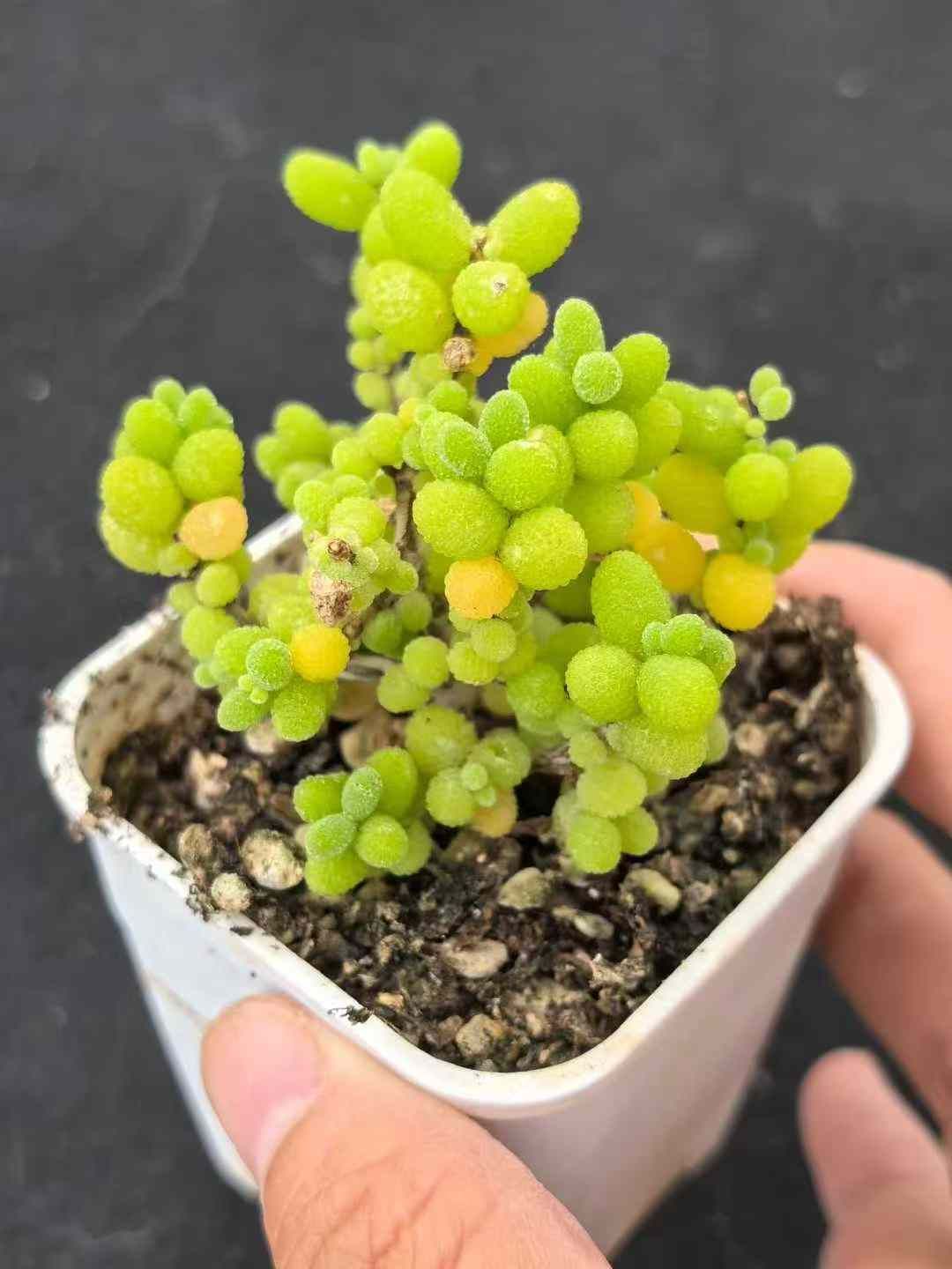 32鉢の土鉢付きセット ドロサンテマム グロボーサム 多肉植物 佐川急便発送 エケベリア 韓国苗 MY733