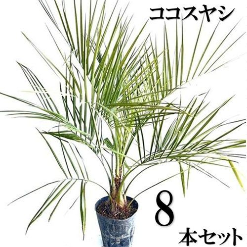 8本セット ココスヤシ0.8m前後21cmポット
