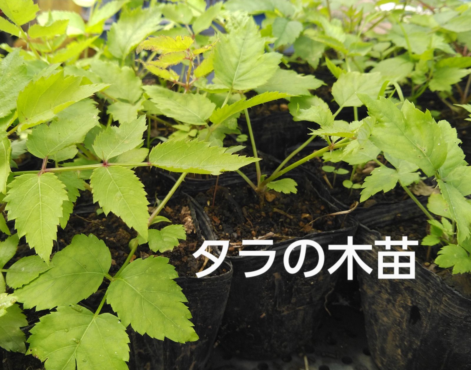 タラの木 12 cmポット苗 18 ポット 二年以上お世話した苗 タラの木 12 cmポット苗 4 ポット 二年以上お世話した苗 - メルカリ