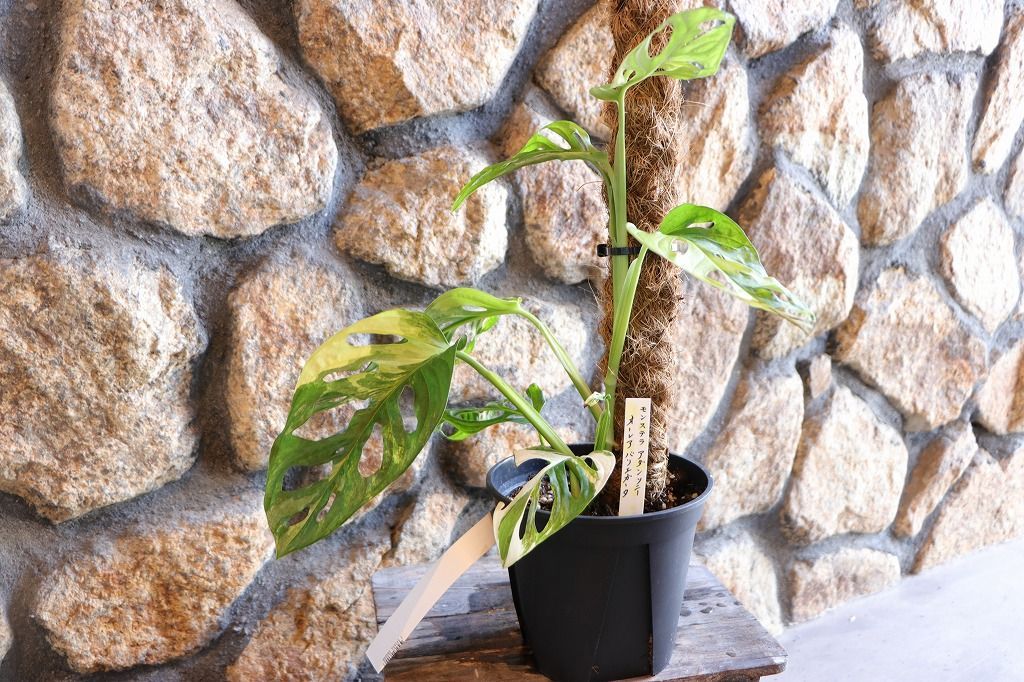 【現品鉢まま出荷】モンステラ　アダンソニーオーレアバリエガータ　マドカズラ斑入り 現品鉢まま出荷】モンステラ アダンソニーオーレアバリエガータ