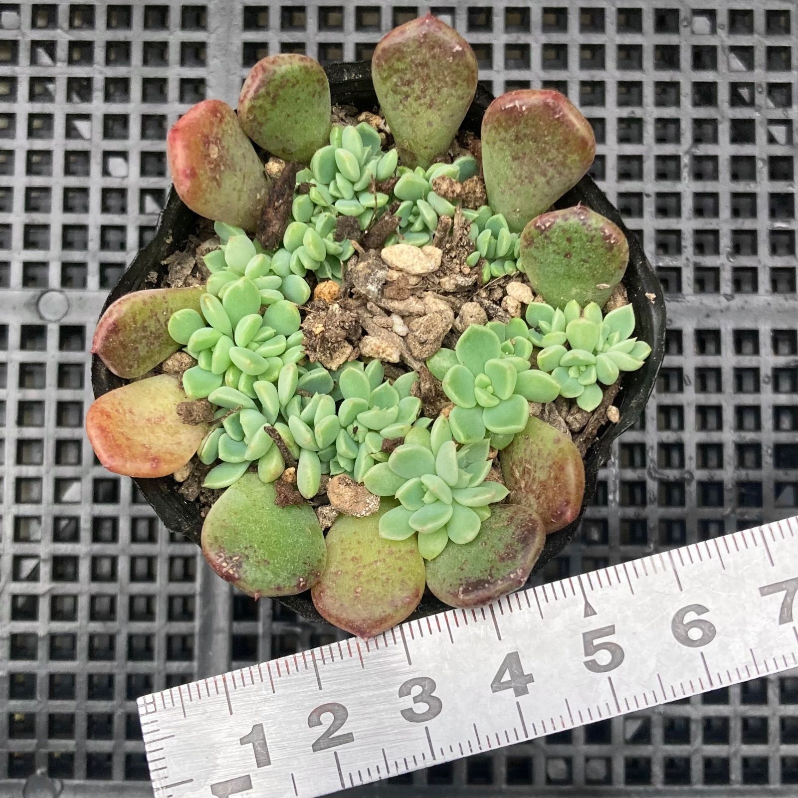 多肉植物 エケベリア 葉挿し 3鉢セット - メルカリ