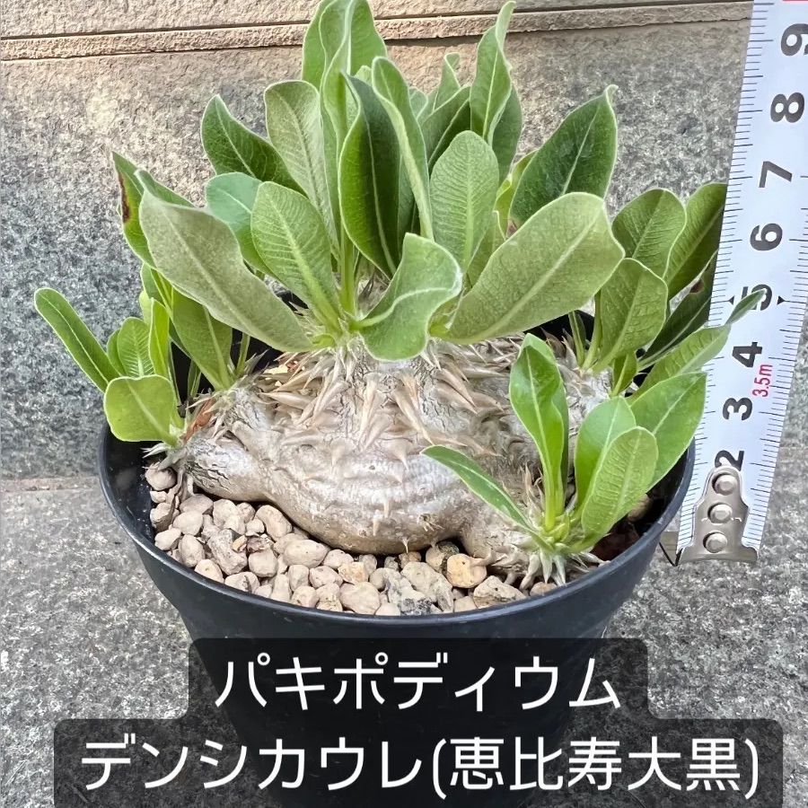 パキポディウム デンシカウレ 恵比寿大黒 - メルカリ