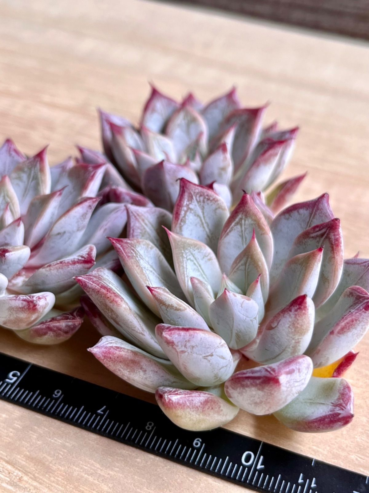 ペガサス◎多肉植物 カット苗 韓国苗 エケベリア等 fit=scale-down,w=1200