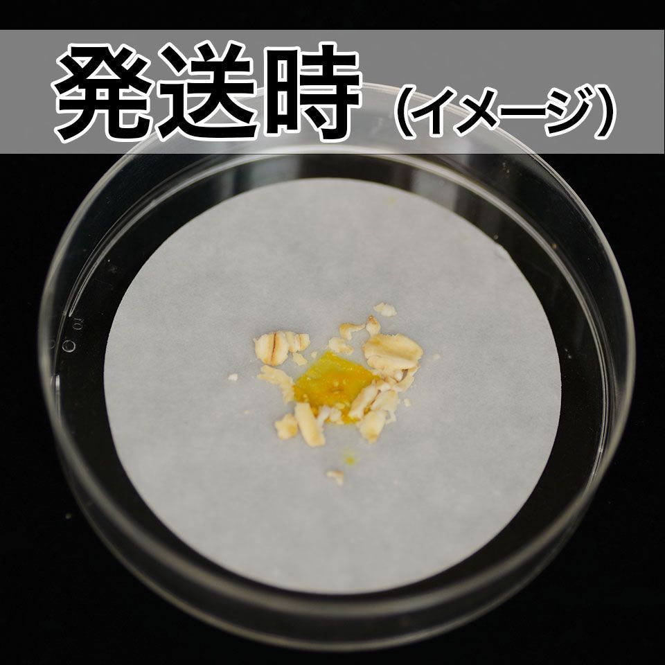 これだけ買えば飼育できる】 変形菌(粘菌) 「モジホコリ」 変形体 自由研究 2 - 虫類