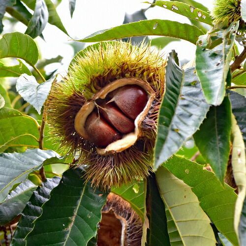 果樹苗 栗 苗木 大実天津甘栗 1年生接木苗 4.5号 (直径13.5cm) ポット