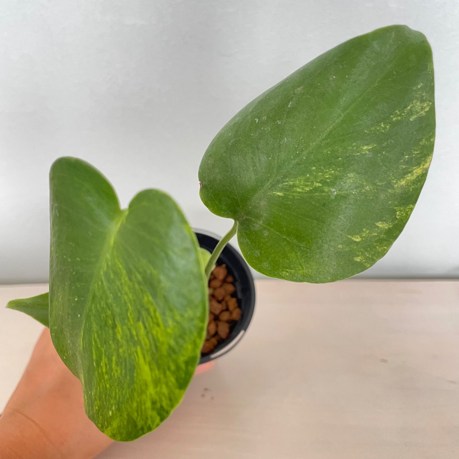 超希少】Monstera Deliciosa yellow Marilyn 斑入りモンステラ