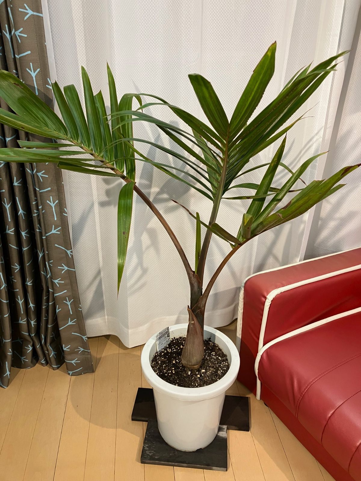 トックリヤシ A6 8号 現物販売 送料無料 観葉植物 オフィス 鉢のごと
