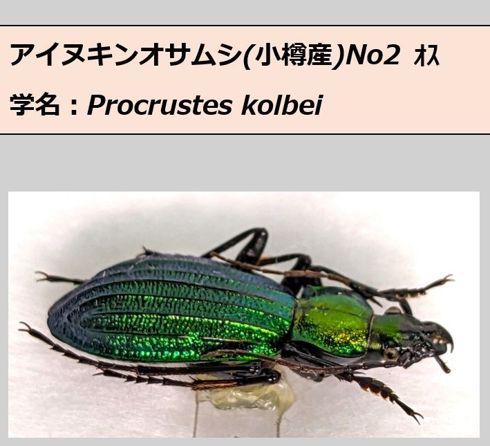 いしちゃん　オサムシ　学術標本 NFT」で昆虫標本をデジタル資産に 総本山の学生が挑む壮大な夢