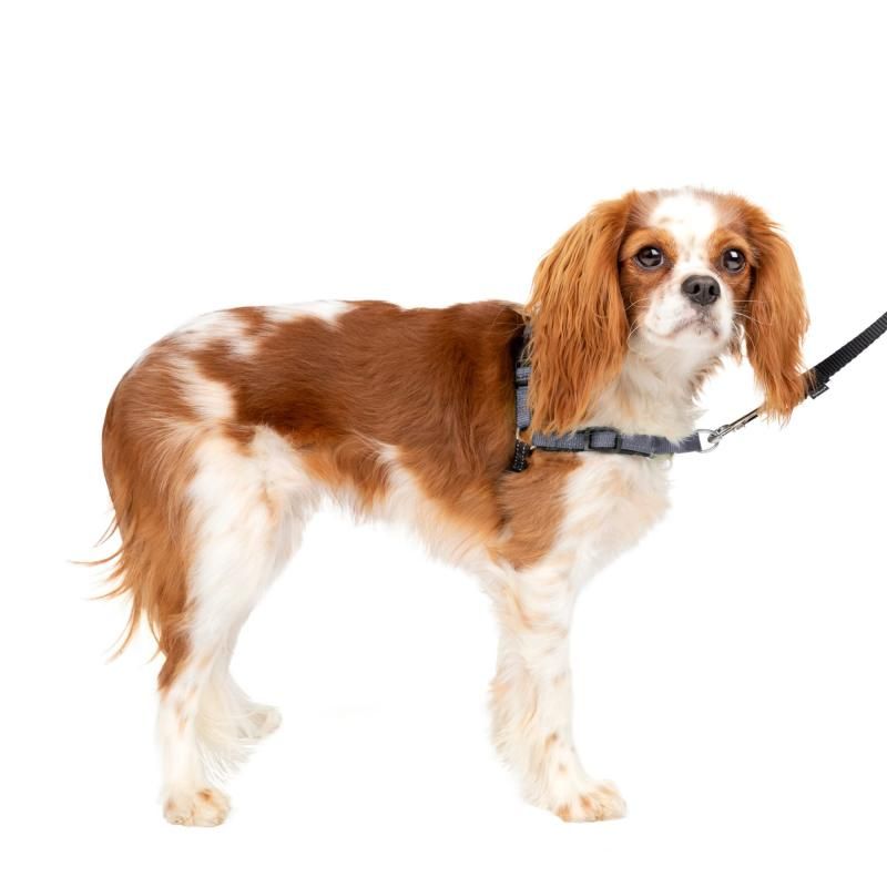 犬用