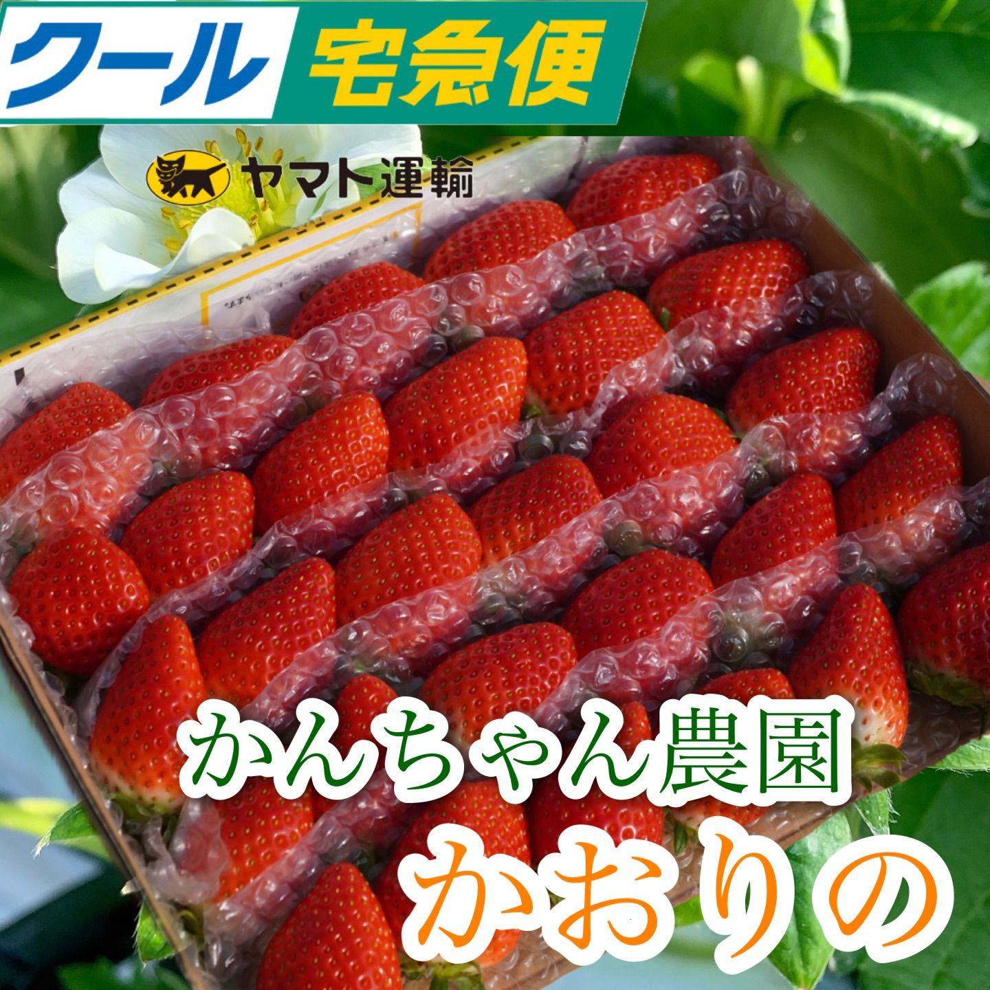 新鮮朝採り！中粒いちご　イチゴ-0