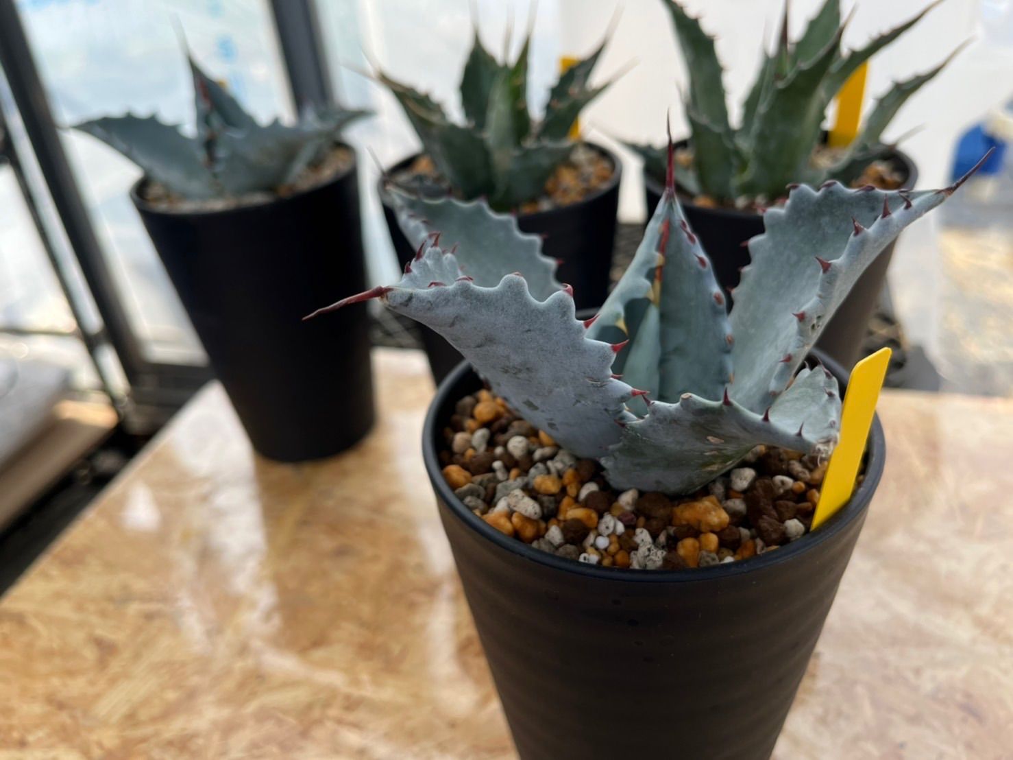 見事な 新品 未使用 Agave アガベ Colorata コロラータ カリフォルニア株 発根済 植物 観葉植物 Redpapelera Com Mx Redpapelera Com Mx