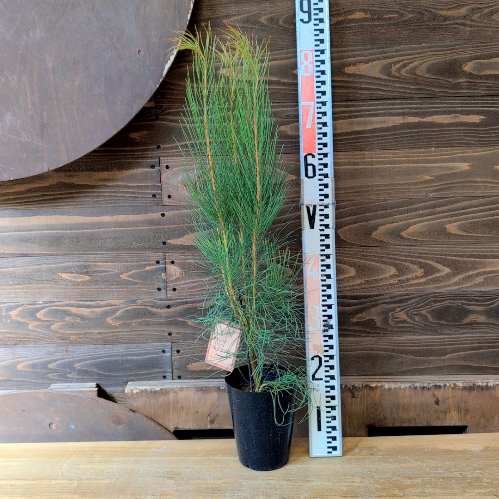 オーラックス ブロンズヘイズ 1鉢販売おまかせ 鉢のまま発送 YUZUMIYA_COM