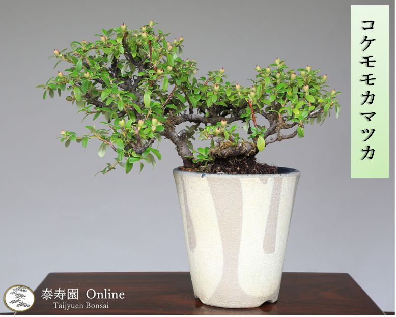 盆栽鉢 盆栽】カマツカコケモモ【ミニ盆栽 ミニ こけももかまつか こけ