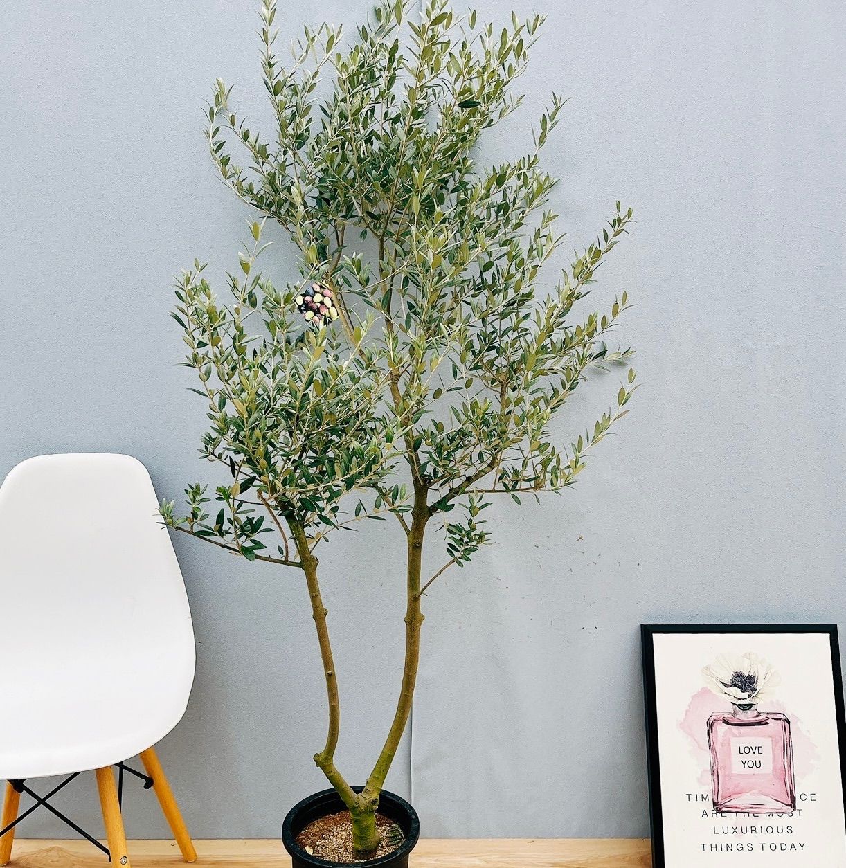 山採り天然 アオダモ 50 落葉樹 ヨーロッパイチイ4本セット 西洋