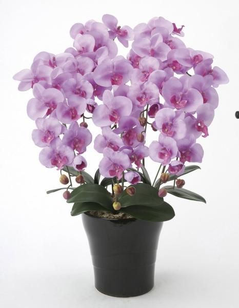 介川さん専用.5 璃 -Shizuku-｜萬歳楽