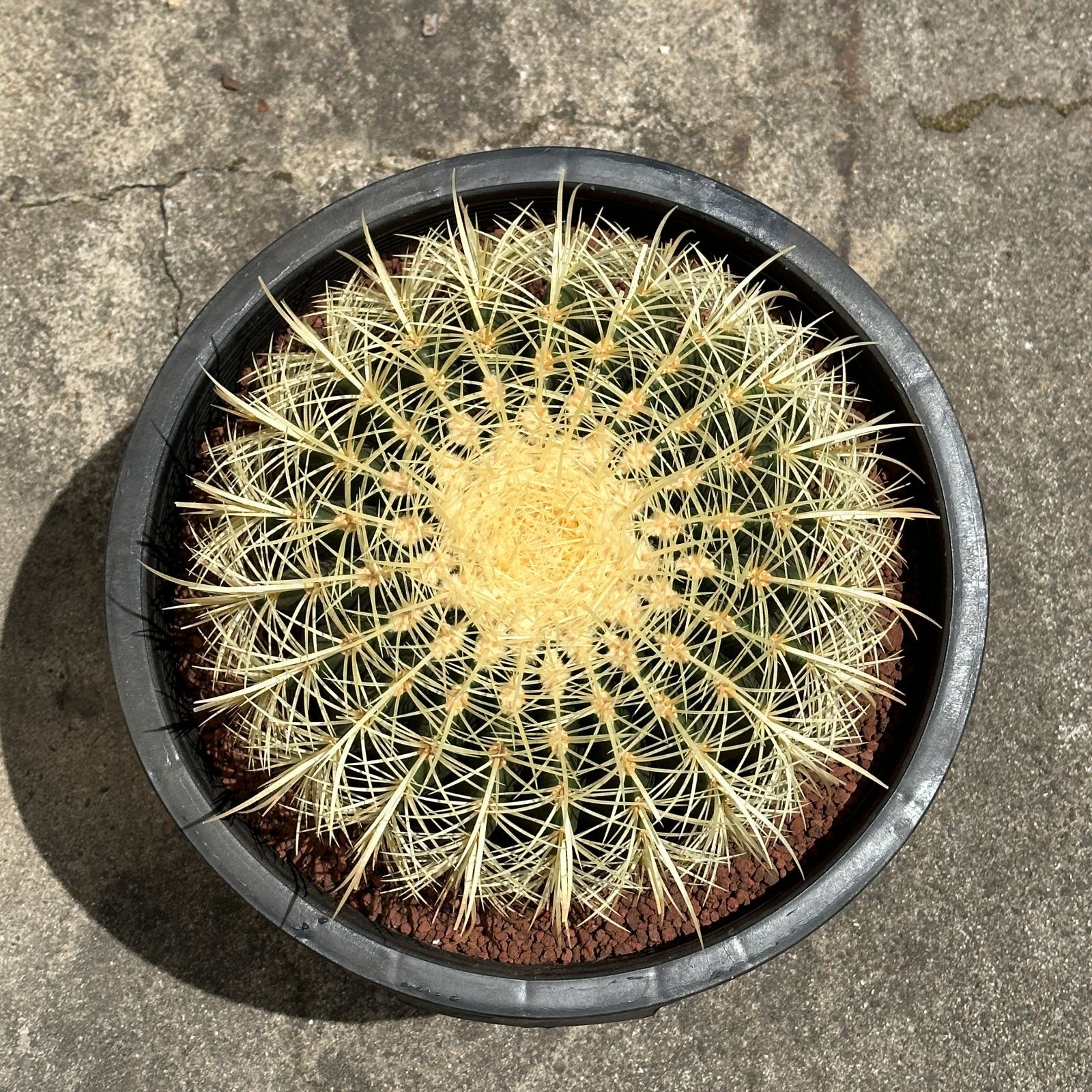 Echinocactus grusonii エキノカクタス グルソニーサボテン キンシャチ
