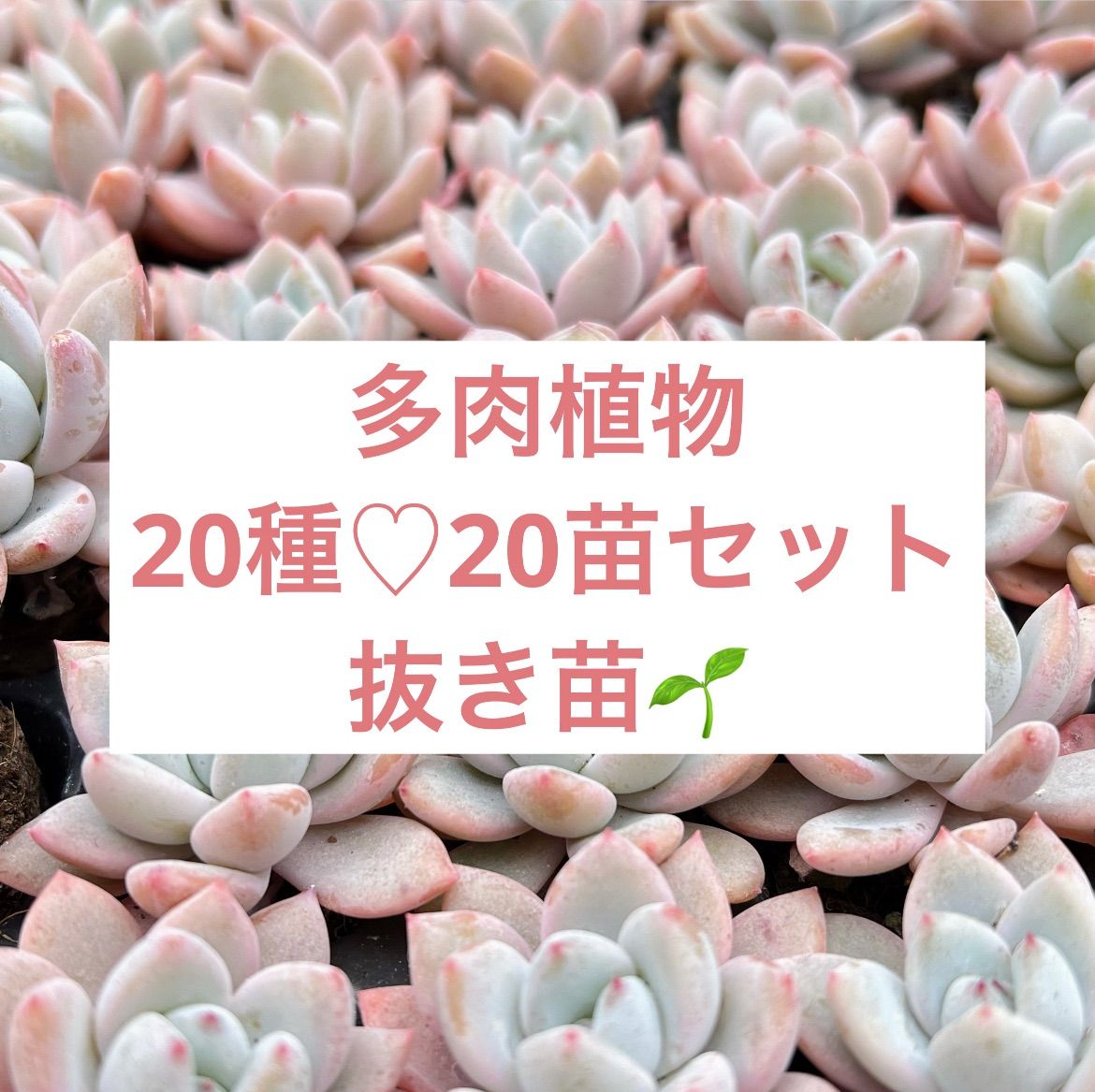 多肉植物　韓国苗　パラメラ　抜き苗 多肉植物 韓国苗 パラメラ 抜き苗 - メルカリ