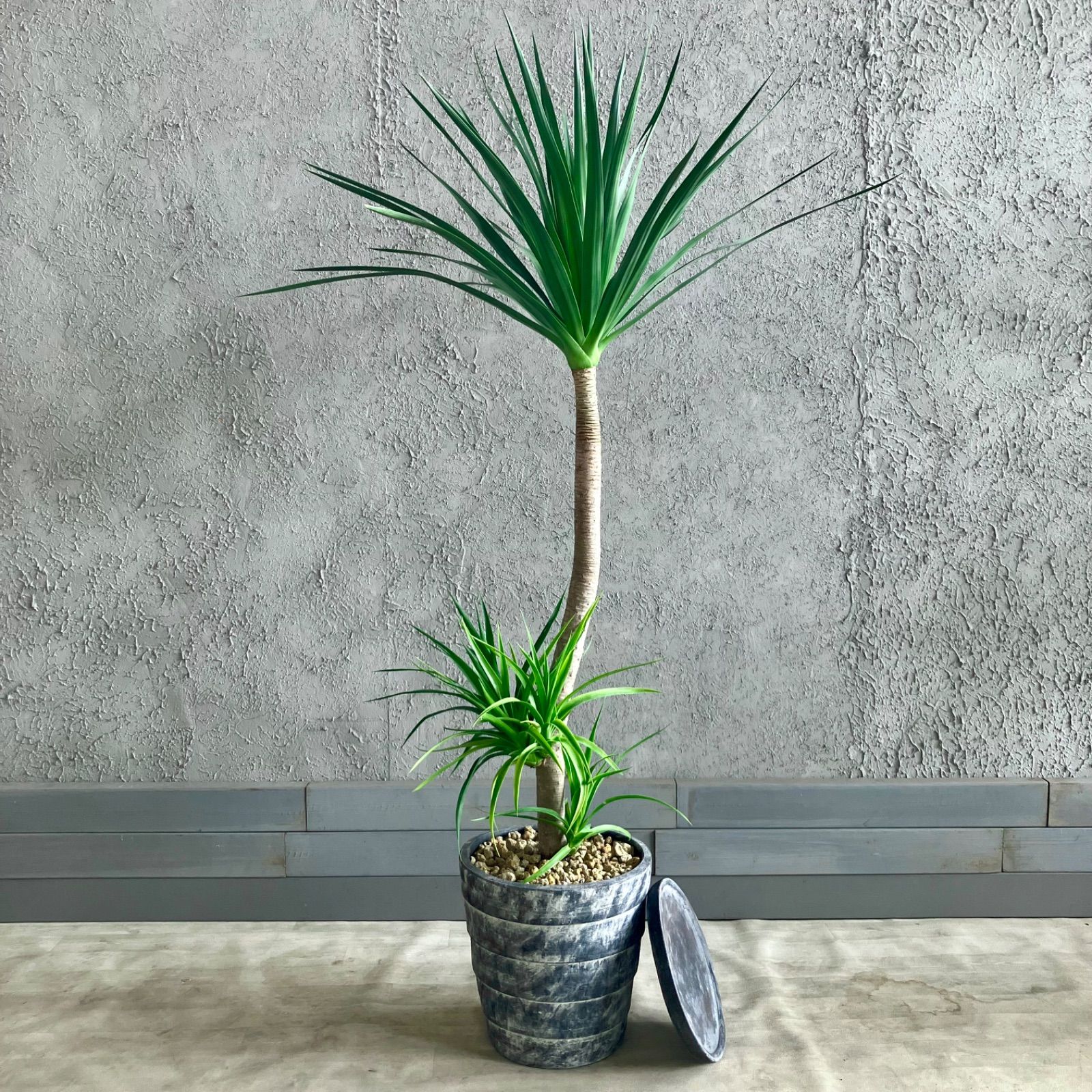 フィカス ルビー ストレート 2【現品】観葉植物 室内 大型 付き合い