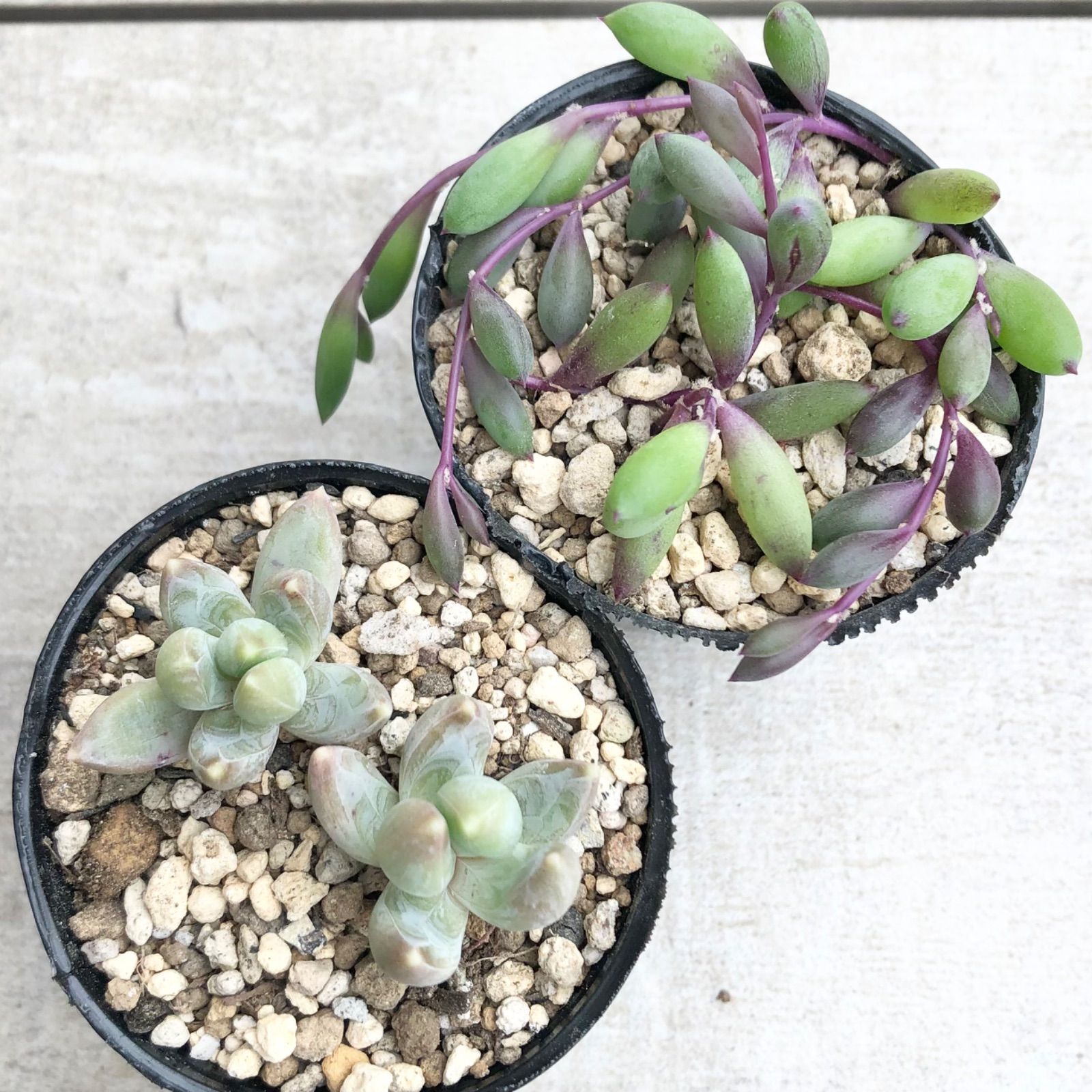 最高の品質 ももピンキー 発根済み 可愛い 多肉植物 植物/観葉植物 