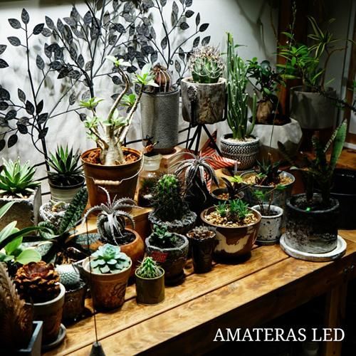 観葉植物 168902