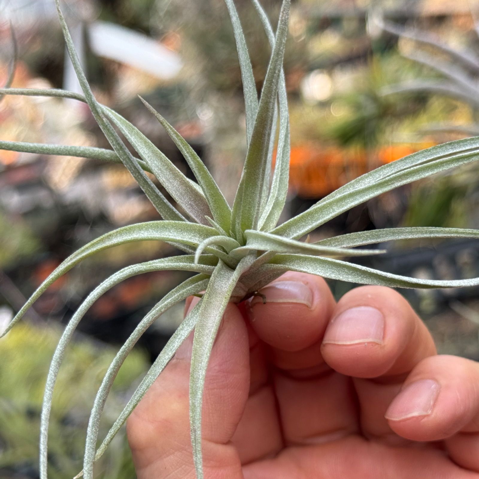 チランジア キセログラフィカ × ブラキカウロス Tillandsia