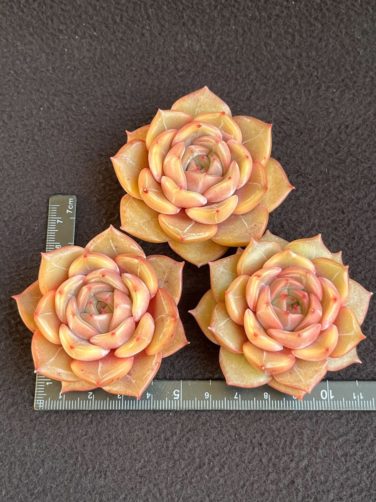 多肉植物　ピクシープラム　韓国苗 多肉植物ピクシープラム韓国苗