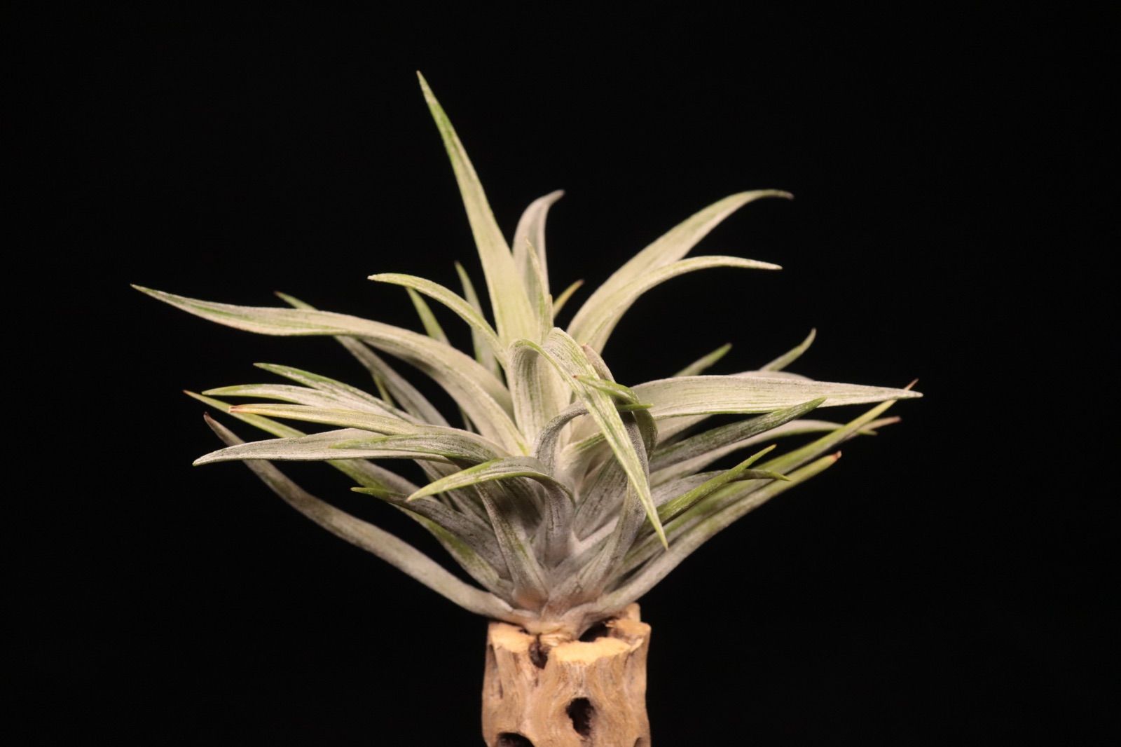 harrisii Trichome Variegated〔エアプランツ〕現品発送T5325 plane plants