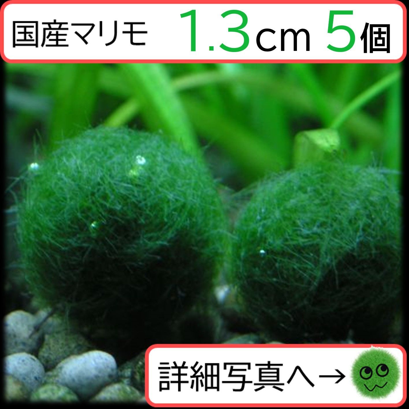 国産まりも1.3cm×5】アクアリウム 水草 NOTおみやげ価格 - メルカリ