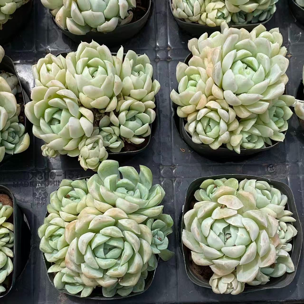 70株の抜き苗セット 白月影群生 多肉植物 佐川急便発送 エケベリア 韓国苗 ZM1641 YUZUMIYA_COM