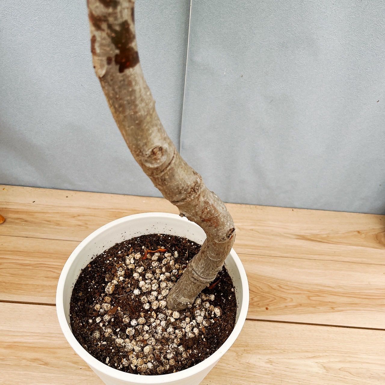 フィカス　グランディス　曲がり　1【現品】☆希少☆ 観葉植物　室内　大型 現品］【希少】13番 フィカス グランディス 曲がり 8号 観葉植物