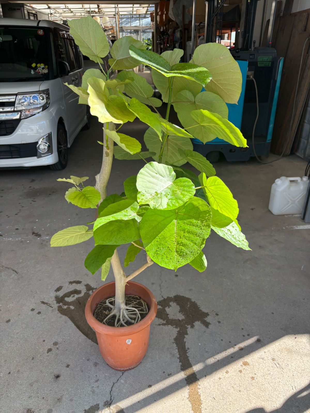 フィカス ウンベラータ 実生 インテリア 観葉植物 人気 品種 フィカス ウンベラータ 実生 インテリア 観葉植物 人気 品種