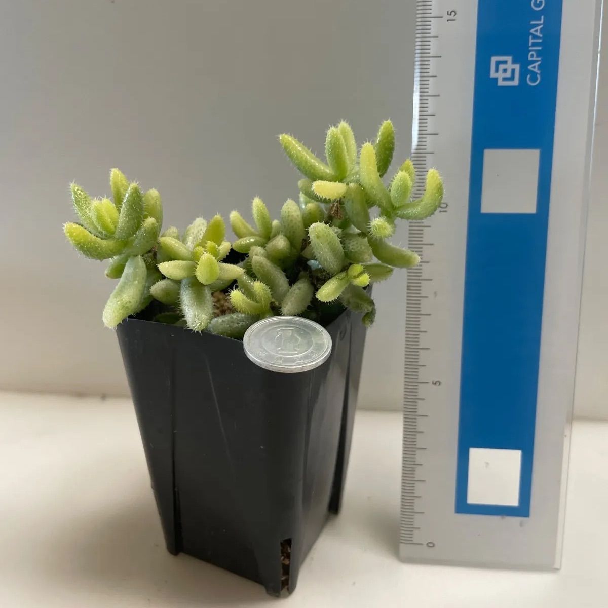 お取り置き専用 多肉植物 ❁︎シュビル錦 未発根 【公式通販】