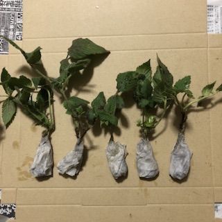 ⭐️草苺苗5株(小)⭐️木苺苗 クサイチゴ苗 くさいちご苗 ⭐️草苺苗5株(小)⭐️木苺苗 クサイチゴ苗 くさいちご苗