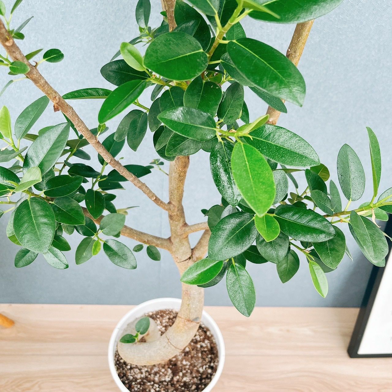 フランスゴムノキ　フィカス　ルビギノーサ　曲がり　① フィカス ルビギノーサ フランスゴム 曲がり