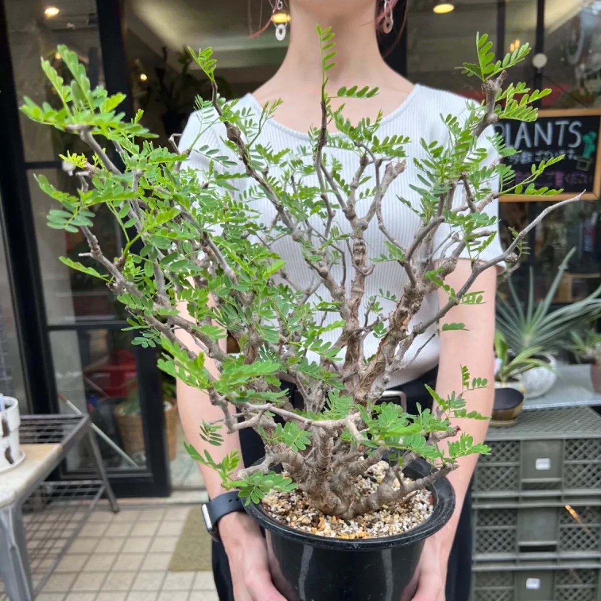 センナ　メリディオナリス　大株　カタチ製作所　クレーター　XL センナ メリディオナリス 大株 カタチ製作所 クレーター XL