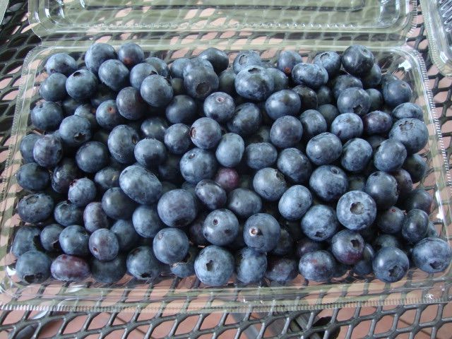 ￼安心安全ブルーベリー3キログラム朝摘み午後発送 安心安全無農薬ブルーベリー3kg 朝摘み午後発送 - メルカリ