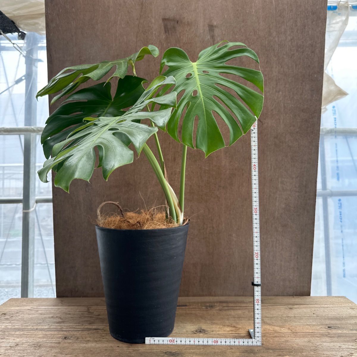 モンステラ 現品 Monstera モンステラ属 現品 観葉植物 観葉 植物 珍奇
