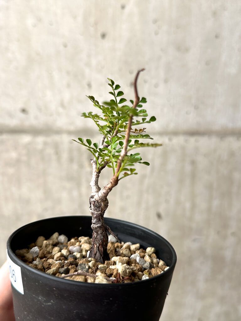 オペルクリカリア・パキプス(根挿し)No14 園芸ネット本店｜オペルクリ