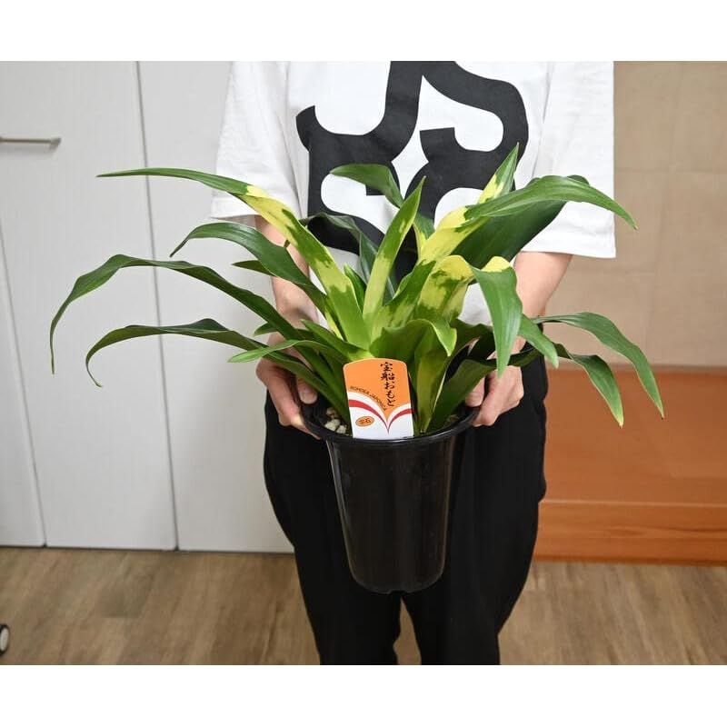 縁起物万年青おもとオモト鉢植え宝船 宗石1鉢5号サイズ斑入りの葉観葉植物 YUZUMIYA_COM