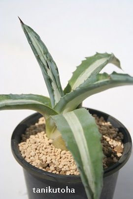 華厳 アガベ Lサイズ 9cmポット 多肉植物 根付苗 多肉永遠 アガベ（ZZZ