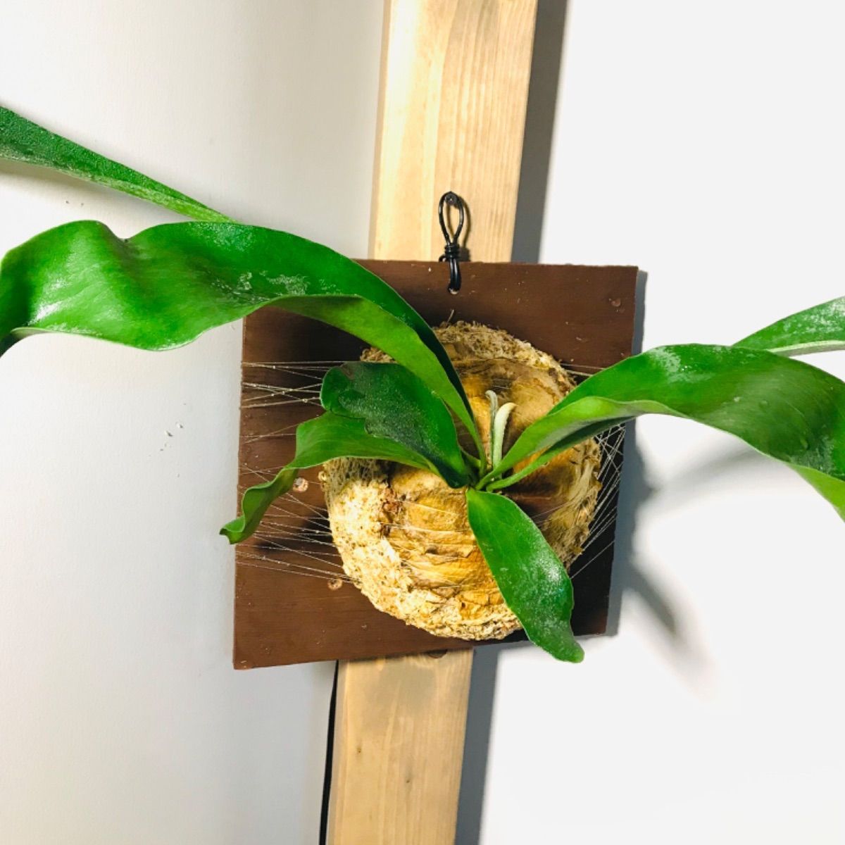 メルカリshops No019 貯水葉が大きいビフルカツム ビカクシダ 板付 観葉植物