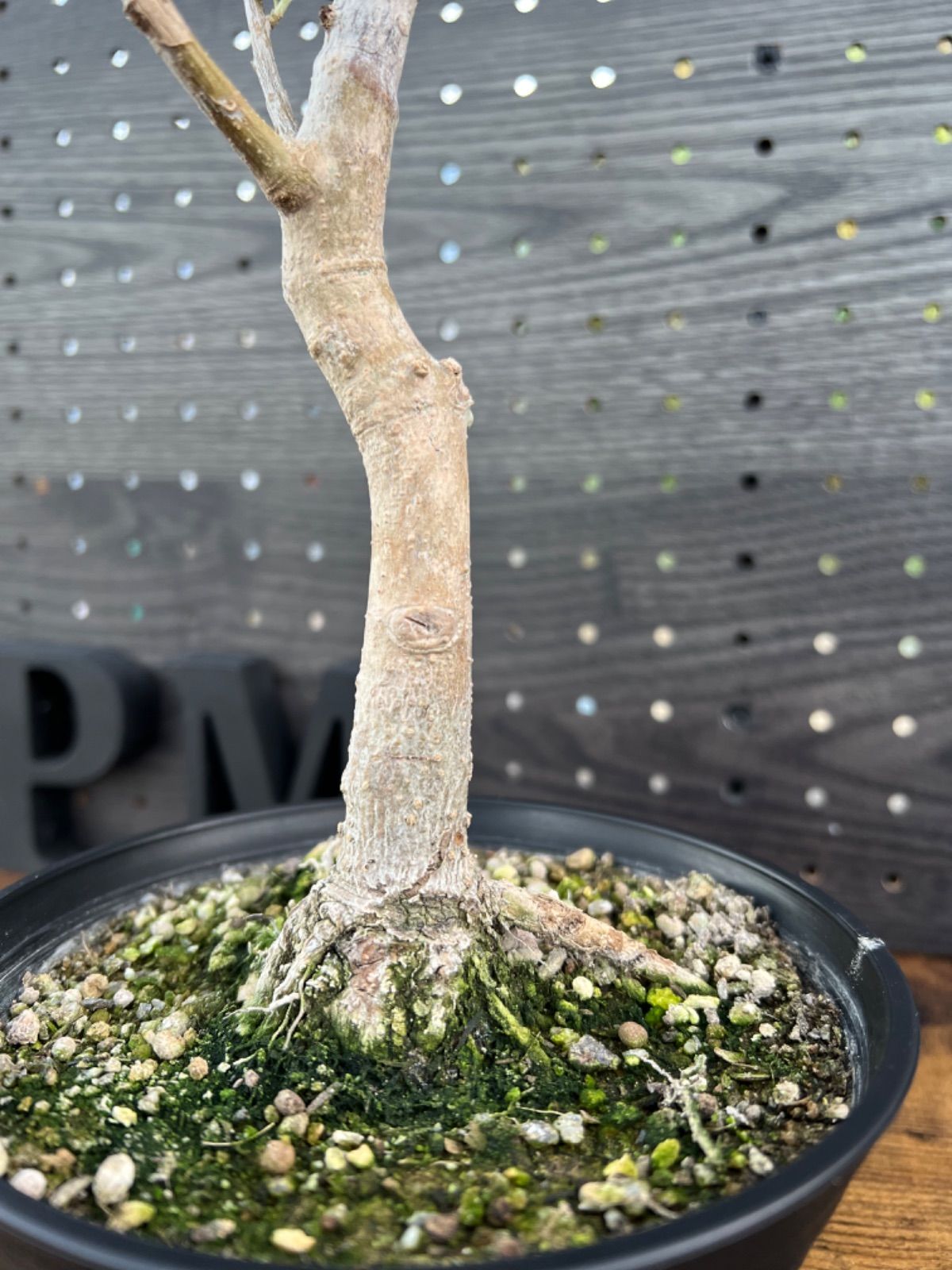 j10 国産 オリーブ盆栽 アンティーク鉢 オリーブの木 福岡販売