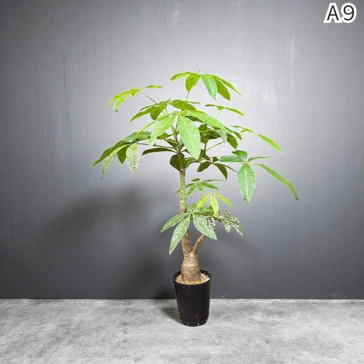 パキラ ミルキーウェイ × ムーンライト｜唯一無二のパラソル樹形