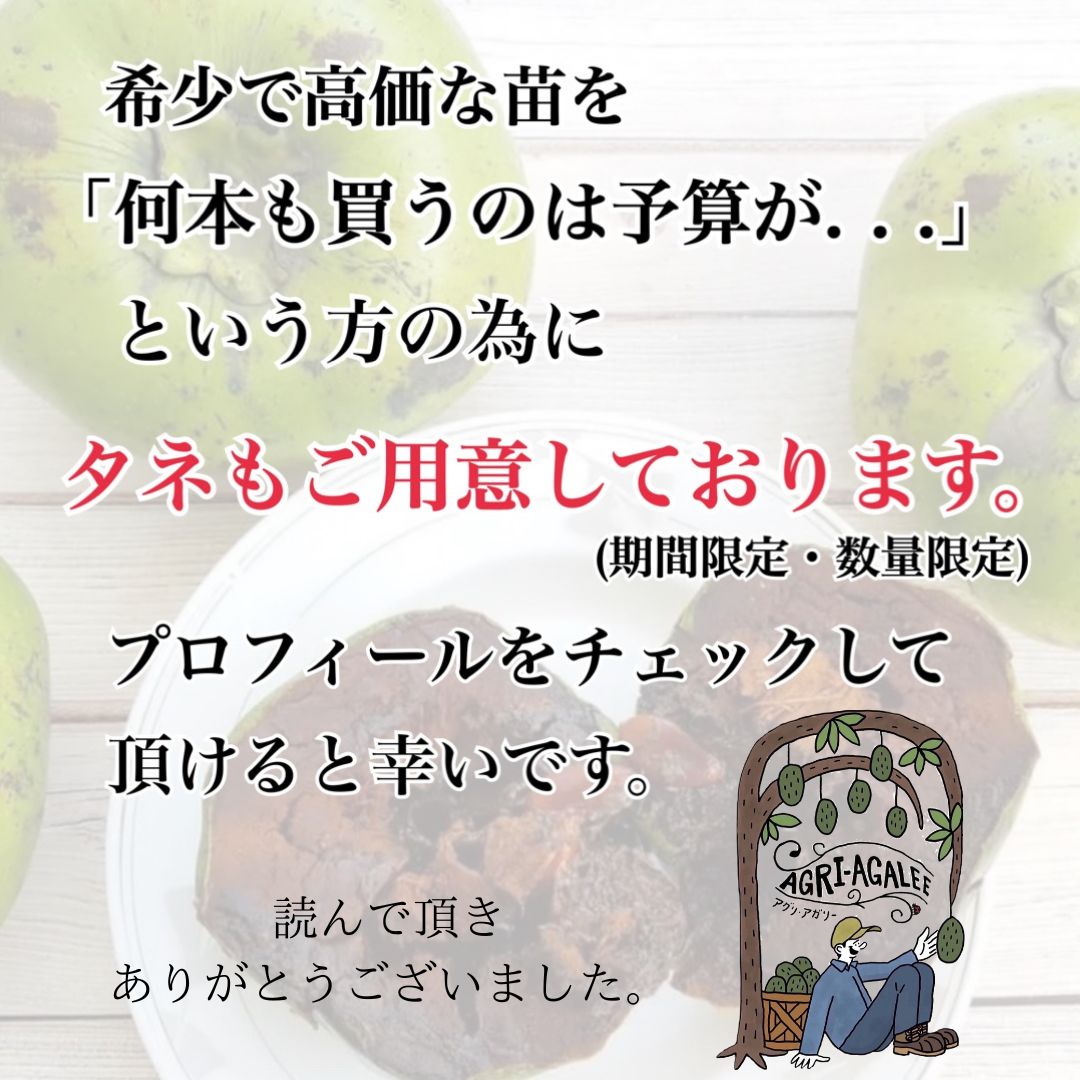 希少果樹】ブラックサポテ 実生苗 - メルカリ