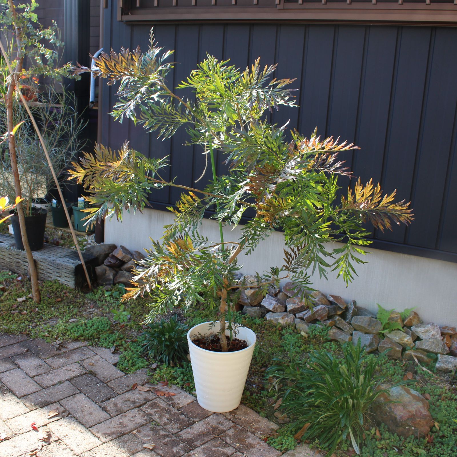 オージープランツ グレビレア ロブスタ - 花・観葉植物