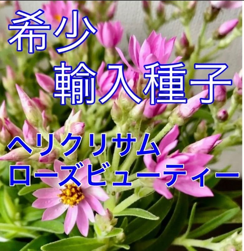 Plumeriagave様 ヘリクリサムローズビューティー