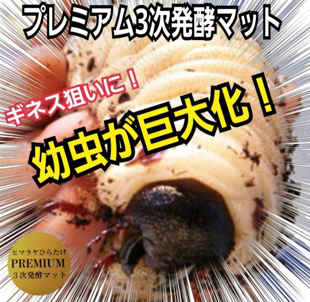 カブトムシの幼虫を入れるだけ！ 便利です！ケースにマットが入って