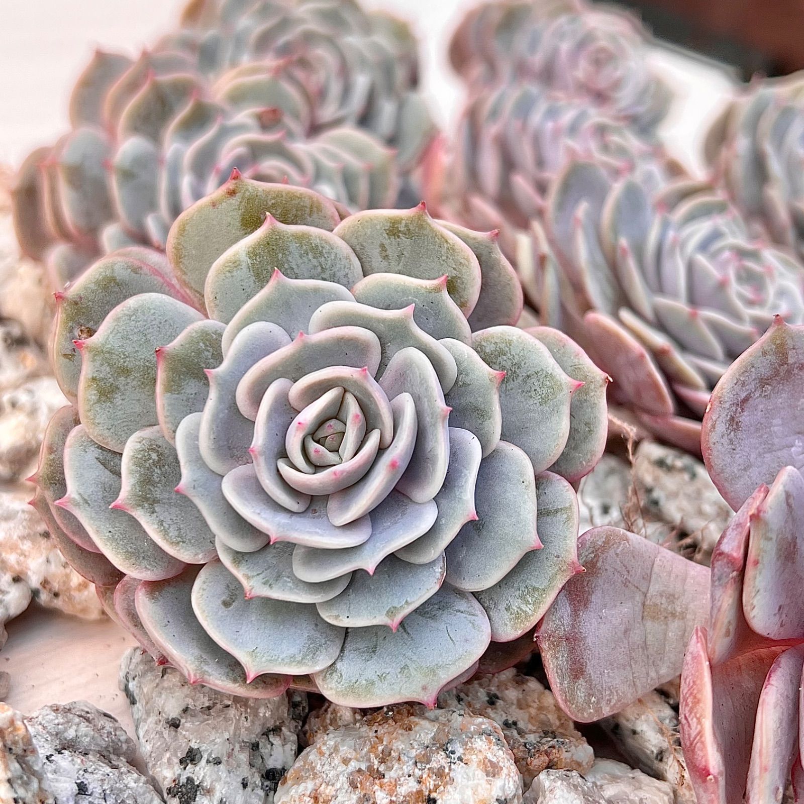 Srmke様ご確認用・多肉☆ピンクバタフライ・3苗 エケベリア ピンク